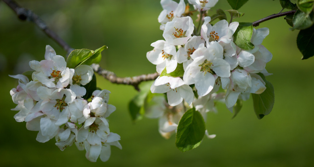 varmdo_branneri_appelblom_appelodling_1170x625